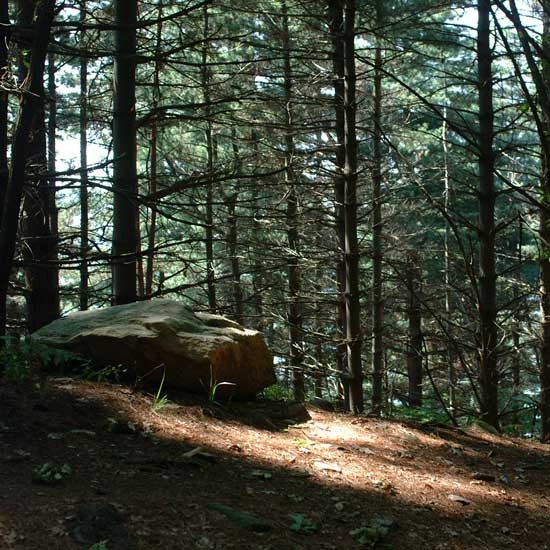 Reserva del Bosque Santísima Trinidad - Santa Fiora