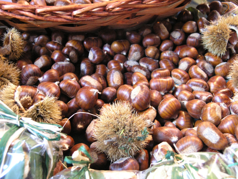 Le castagne dei dintorni di Lajatico