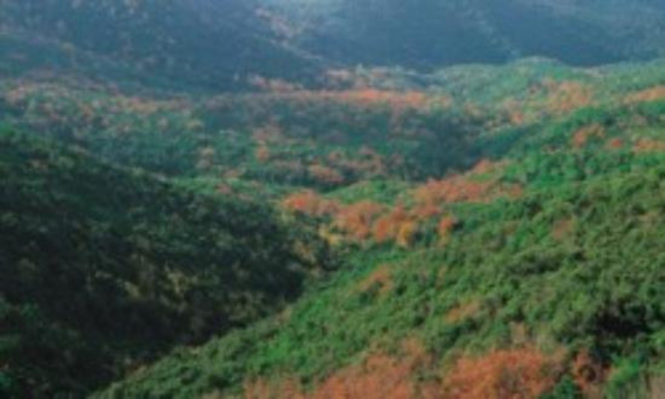 La macchia della magona a Bibbona La macchia della magona a Bibbona