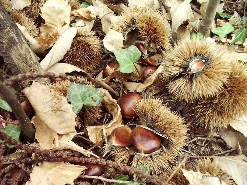I sapori dell'autunno sul Monte Amiata