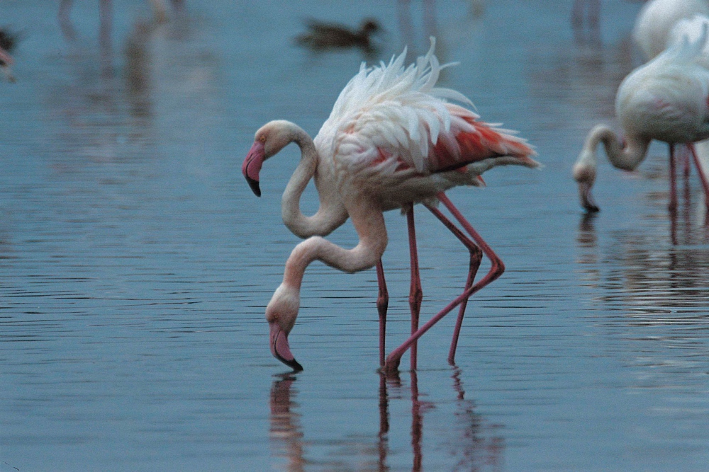 Flamingos in the lagoon