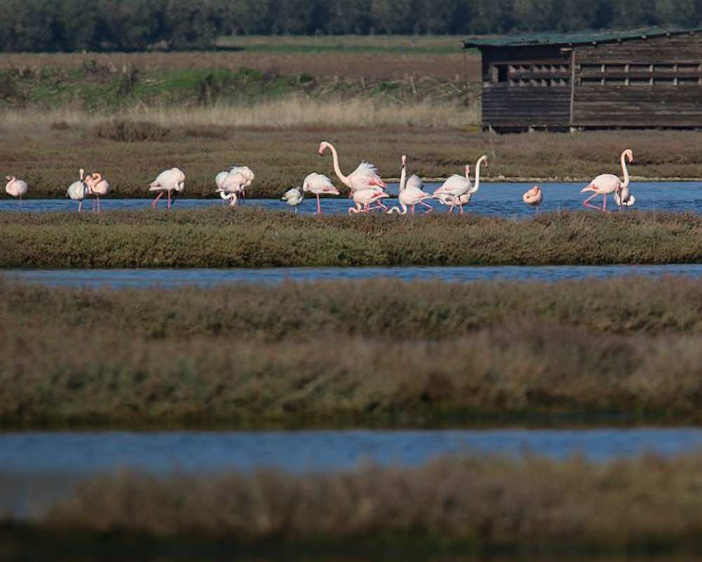 WWF Oasis Padule Orti Bottagone Piombino - Gruppe von Flamingos