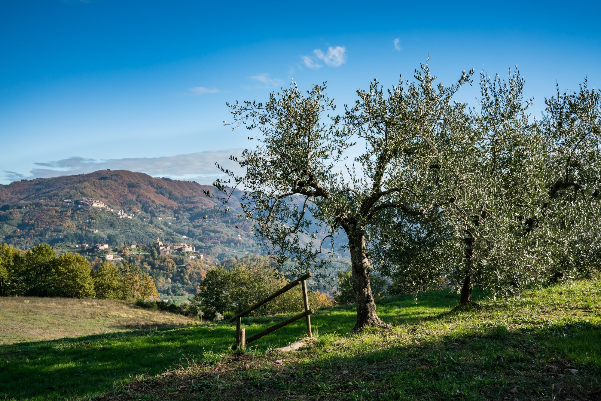 Olive groves in the Valdinievole