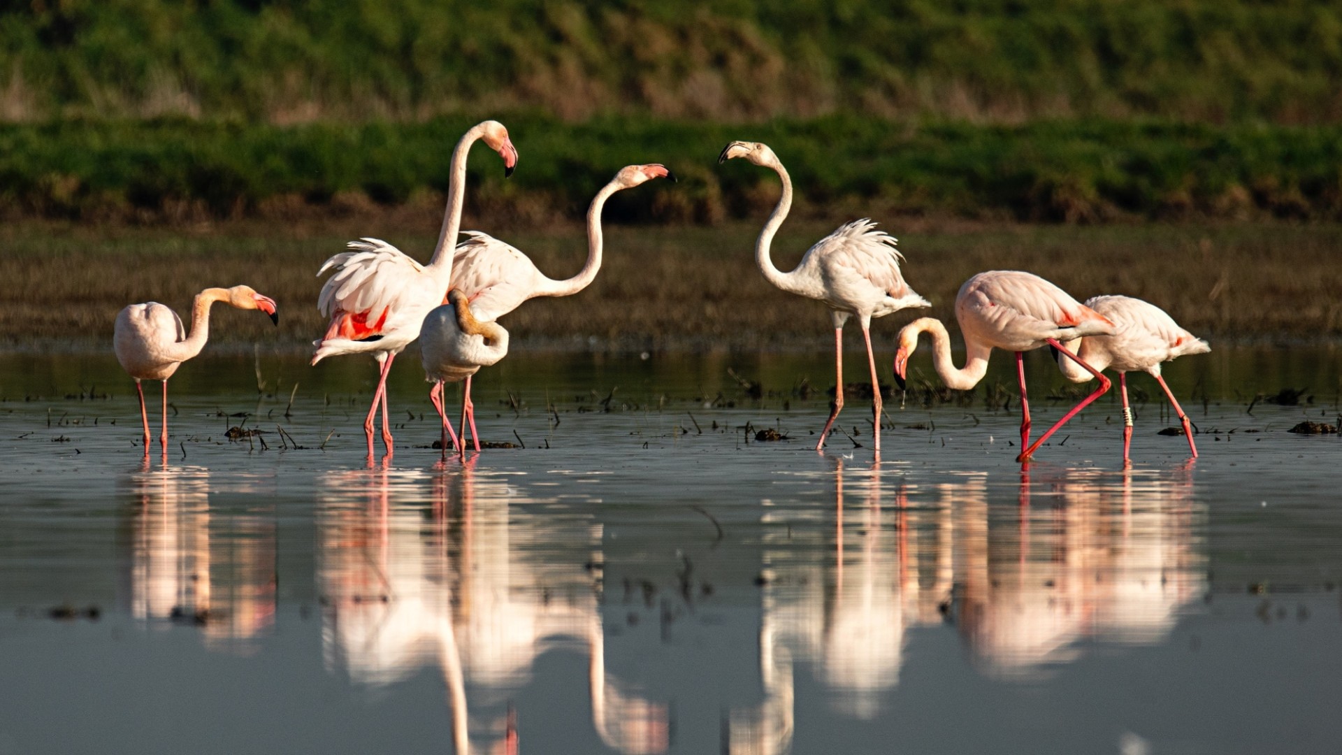 Fucecchio marsh