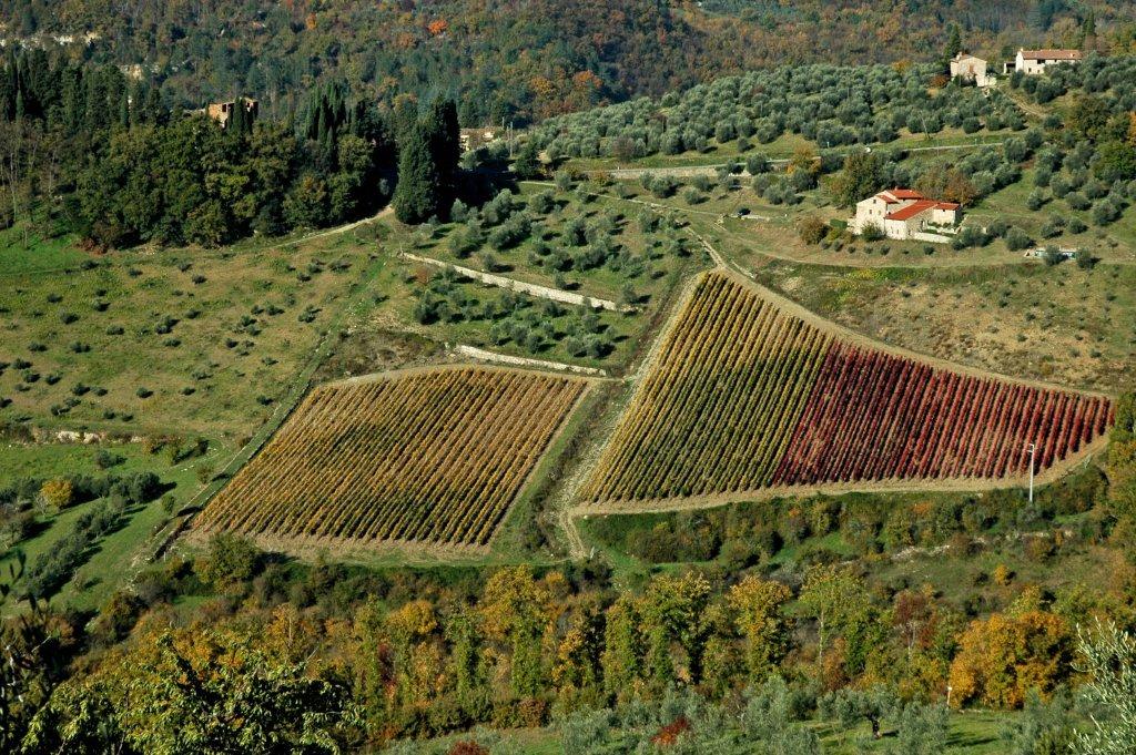 Vineyards around Florence