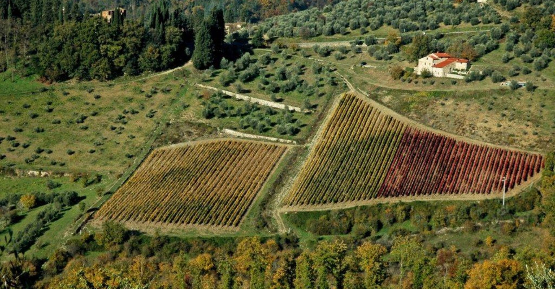 Vineyards around Florence