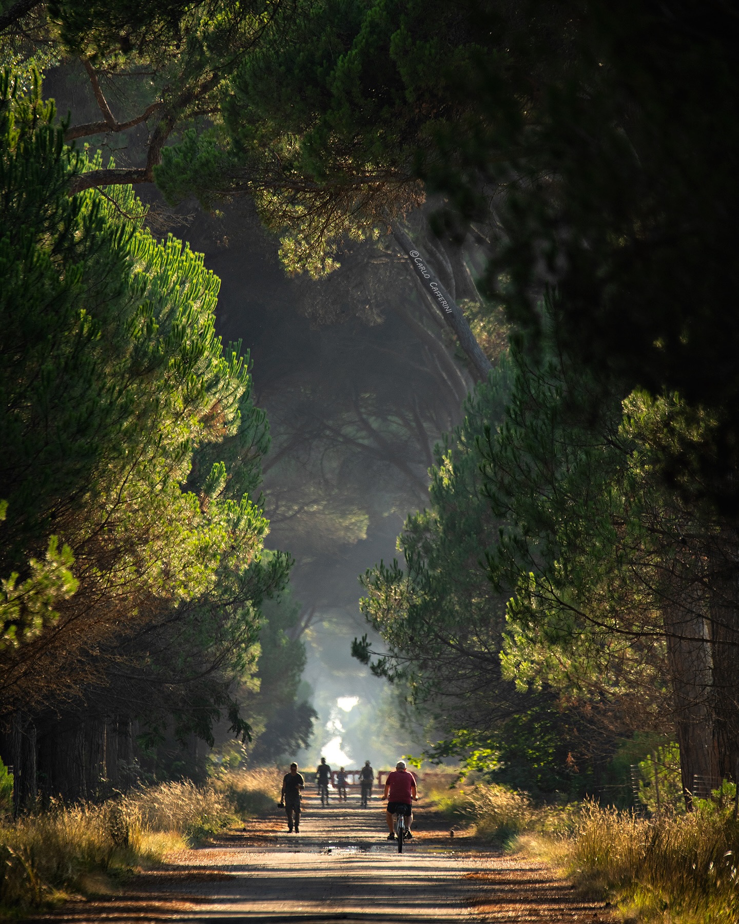 Il Parco Naturale di Migliarino San Rossore