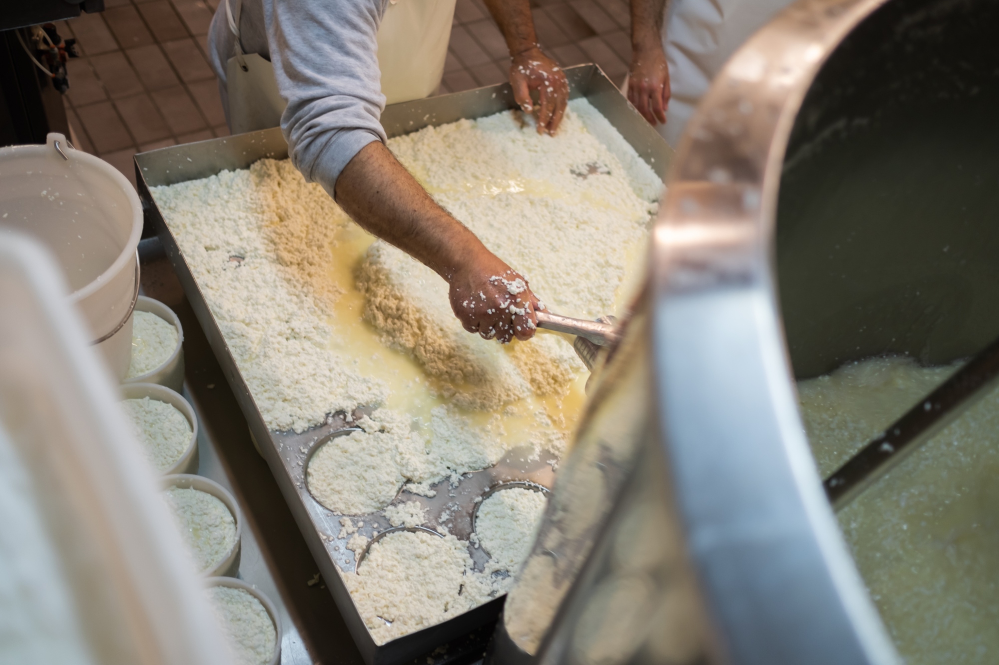 Las fases de elaboración del queso pecorino de Barrancos de Volterra dop