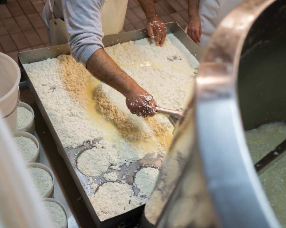 Le fasi di lavorazione del pecorino delle balze volterrane dop