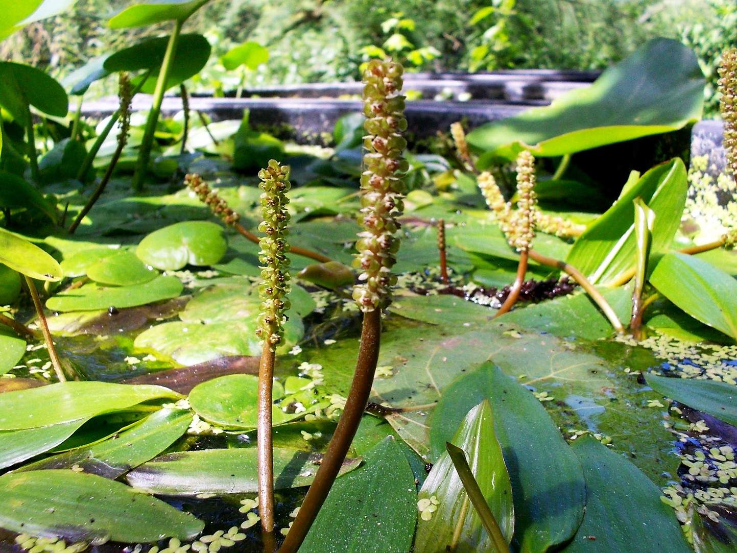 piante-acquatiche-padule-fucecchio-lago-sibolla