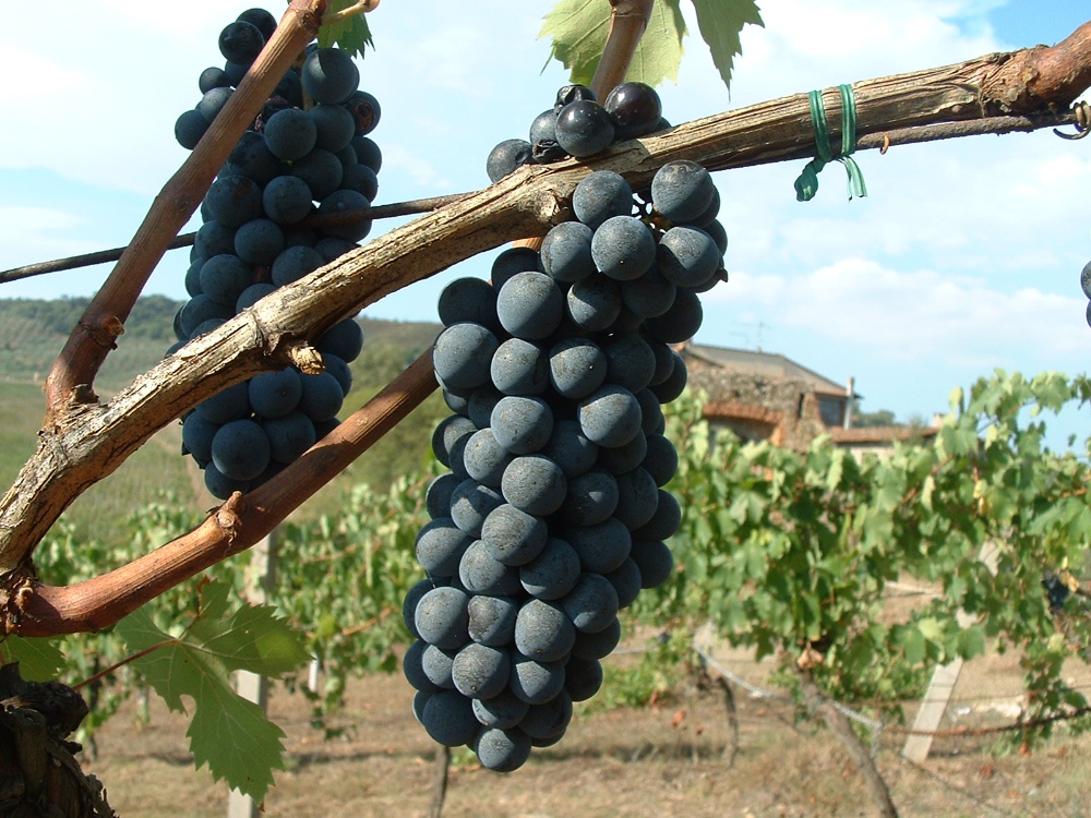 Red grapes in Carmignano