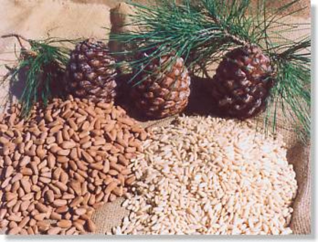 Pinoli biologici del parco Migliarino San Rossore Massaciuccoli Pinoli biologici del parco Migliarino San Rossore Massaciuccoli