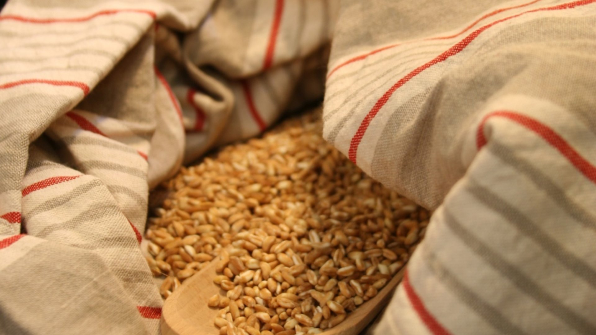Spelt Wheat (farro) from Garfagnana
