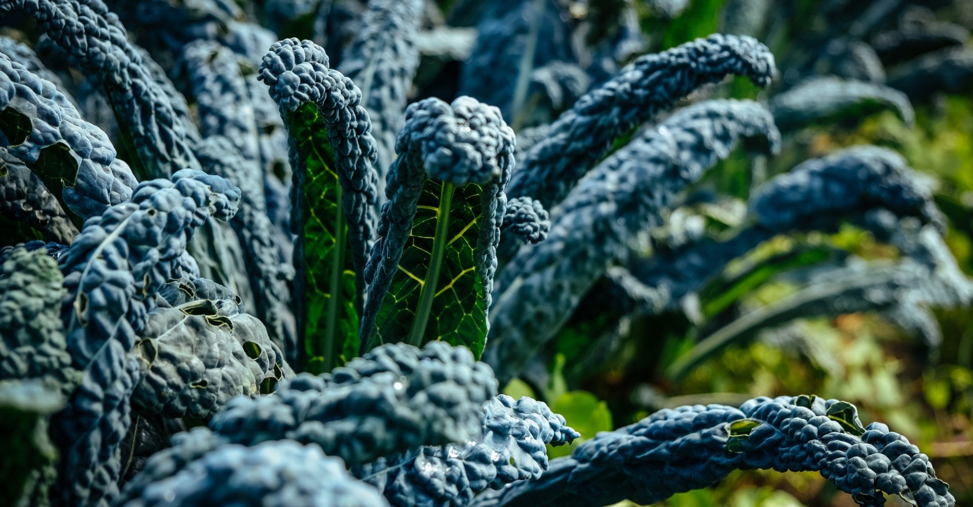 Tuscan black cabbage