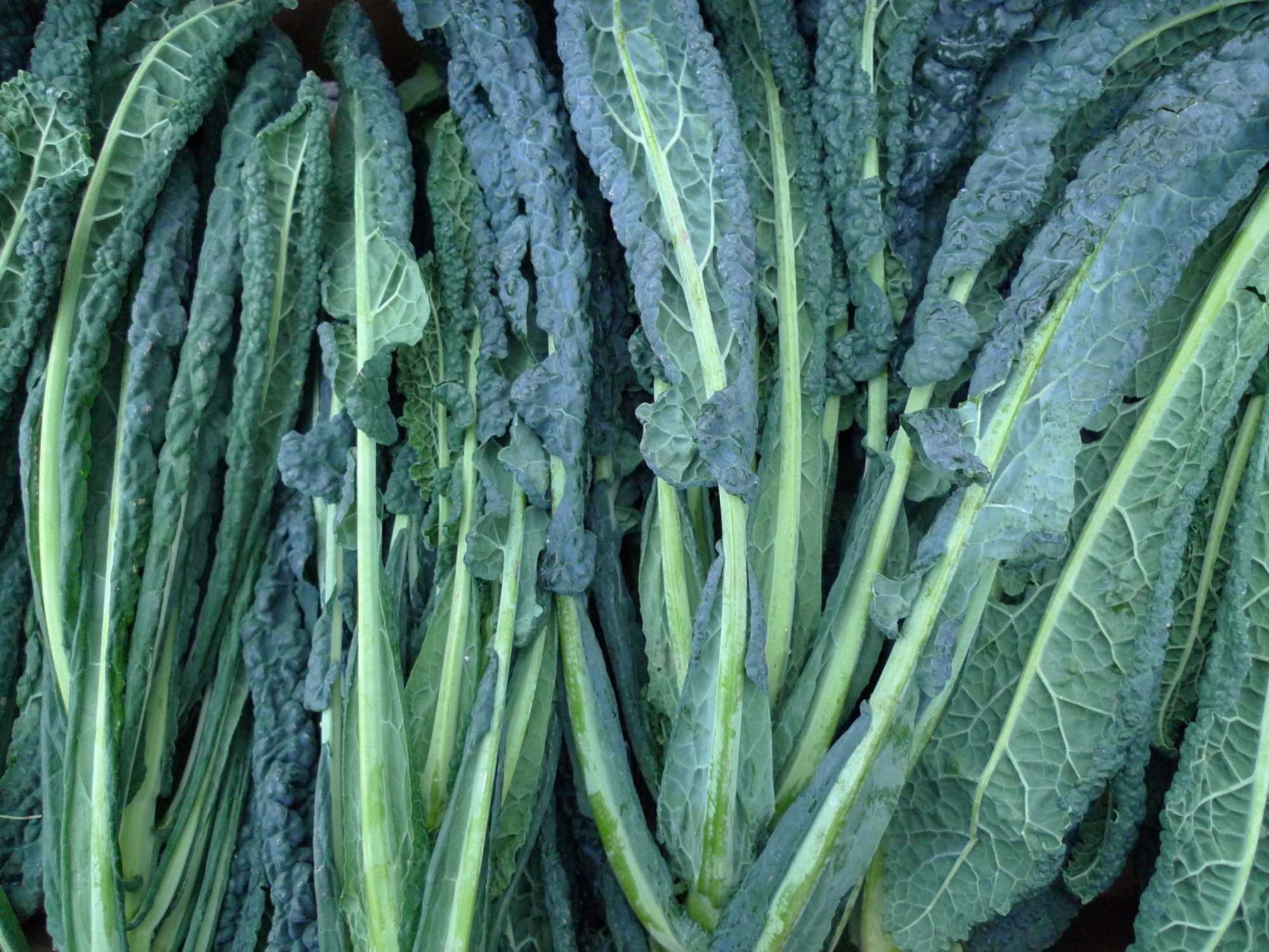 cavolo-nero