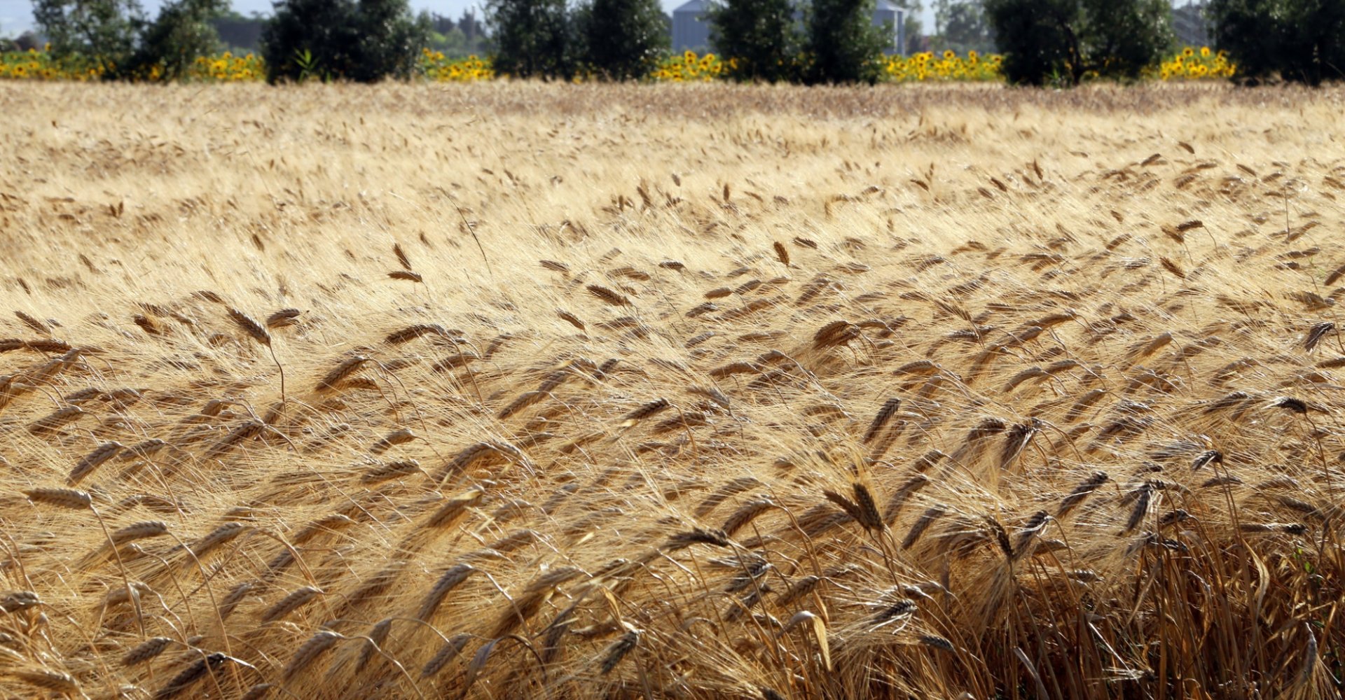 grano-toscana