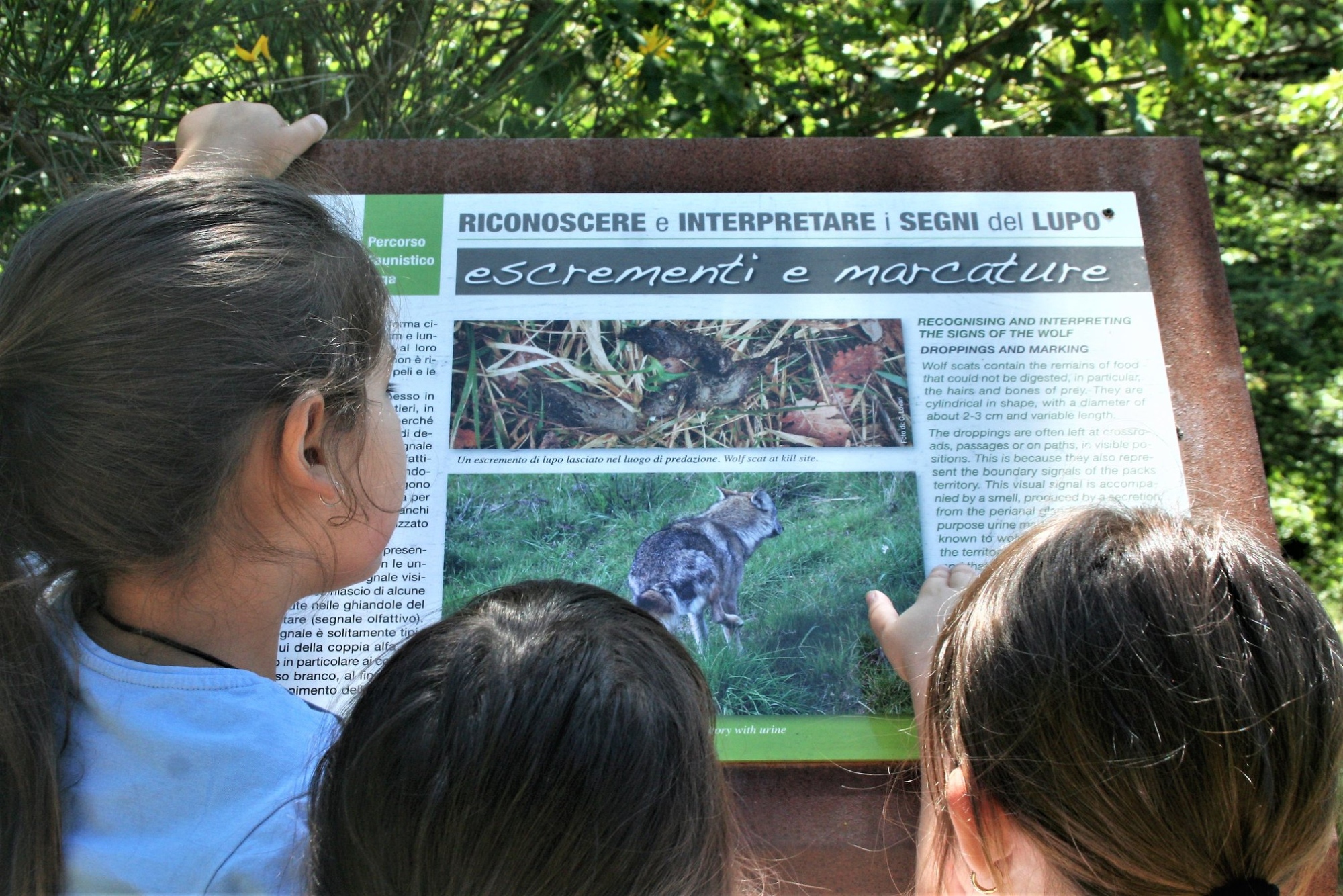 Children intent on reading a sign on a visit to the Wolf Trail in Moggiona