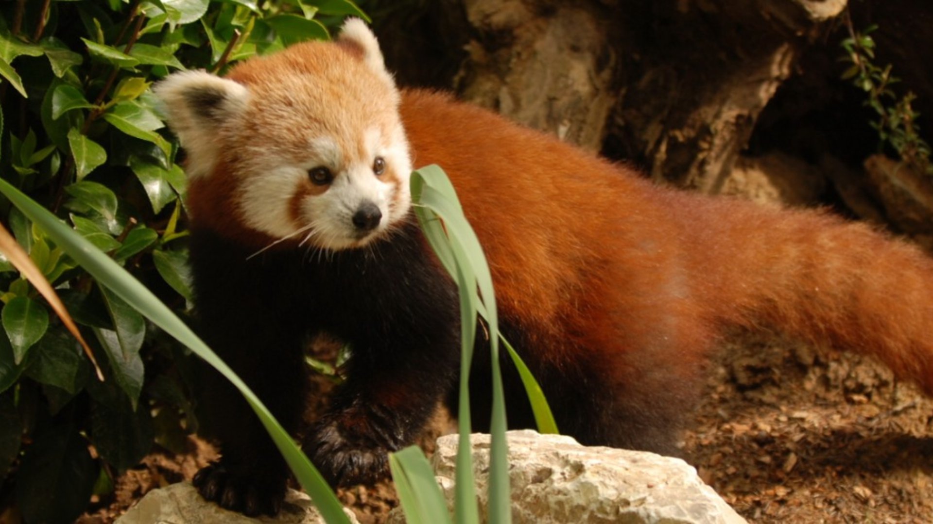 Pistoia zoo red panda
