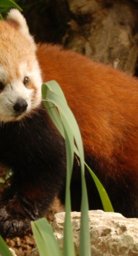 Zoológico de Pistoia - Panda rojo