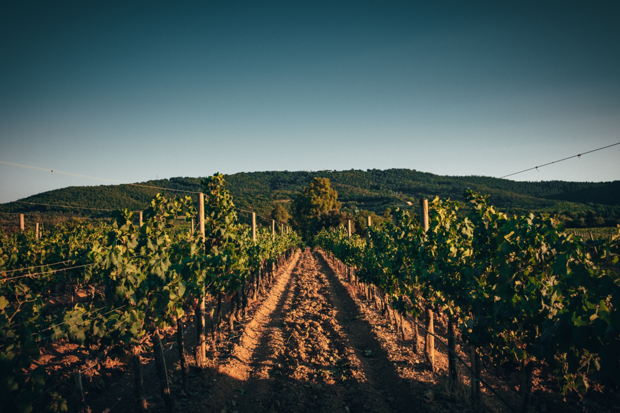 Weinreben beim Weingut Rocca di Frassinello