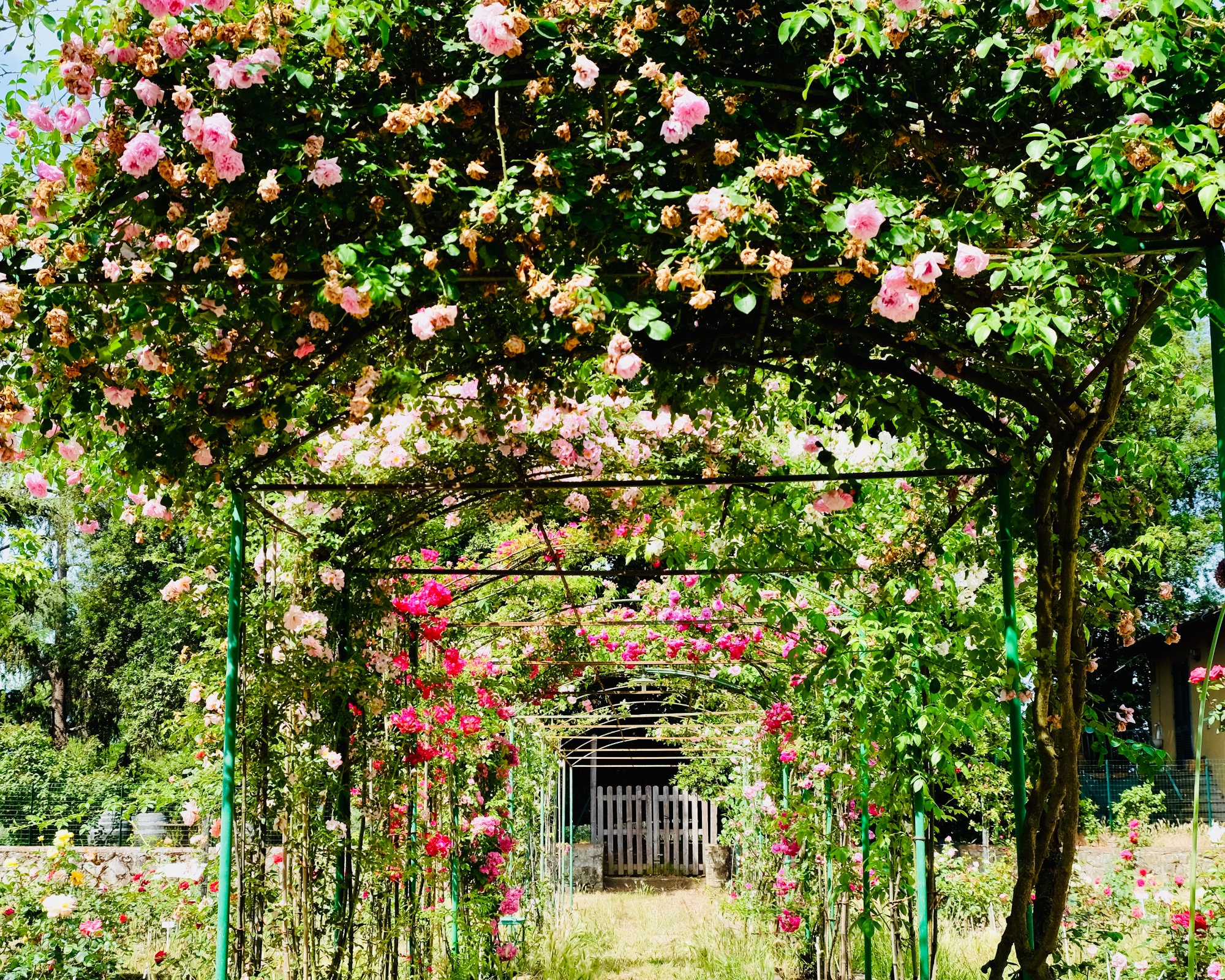 Carla Fineschi" Rose Garden | Visit Tuscany