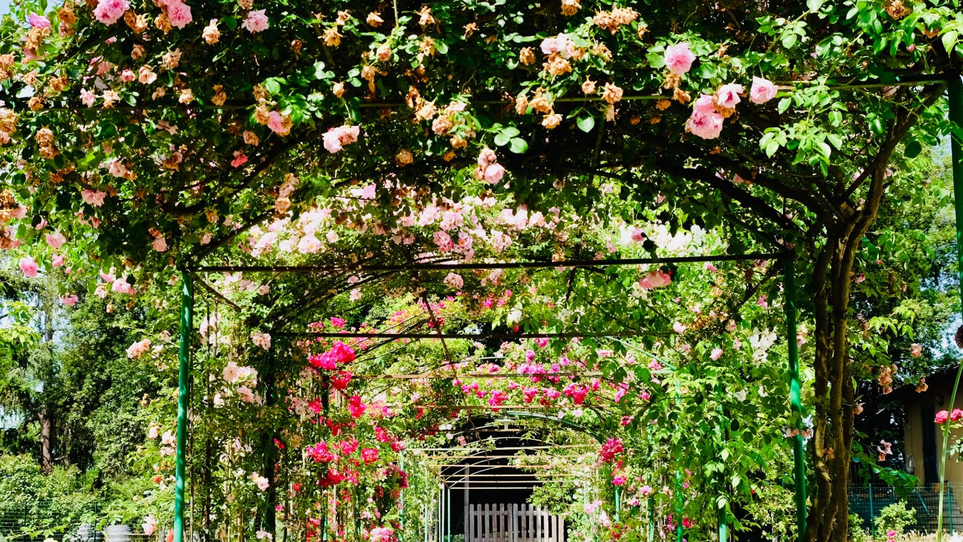 Der Rosengarten Fineschi in Cavriglia