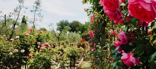 Der Rosengarten Fineschi in Cavriglia