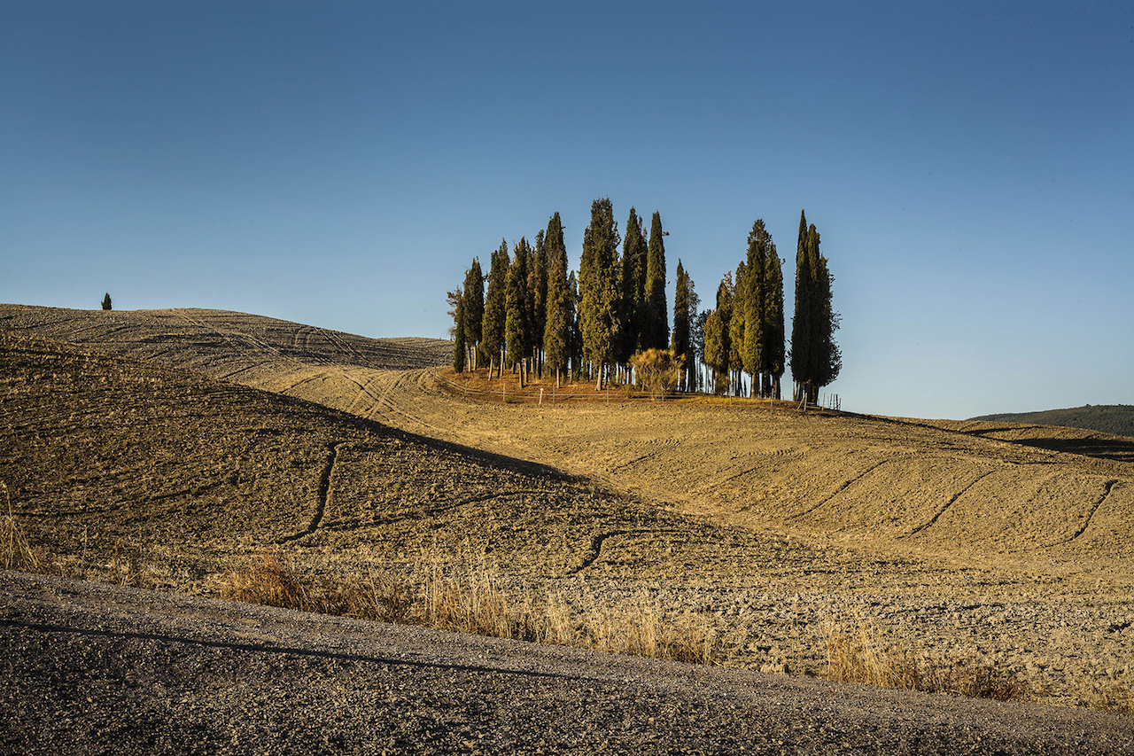Cipressini a San Quirico d'Orcia