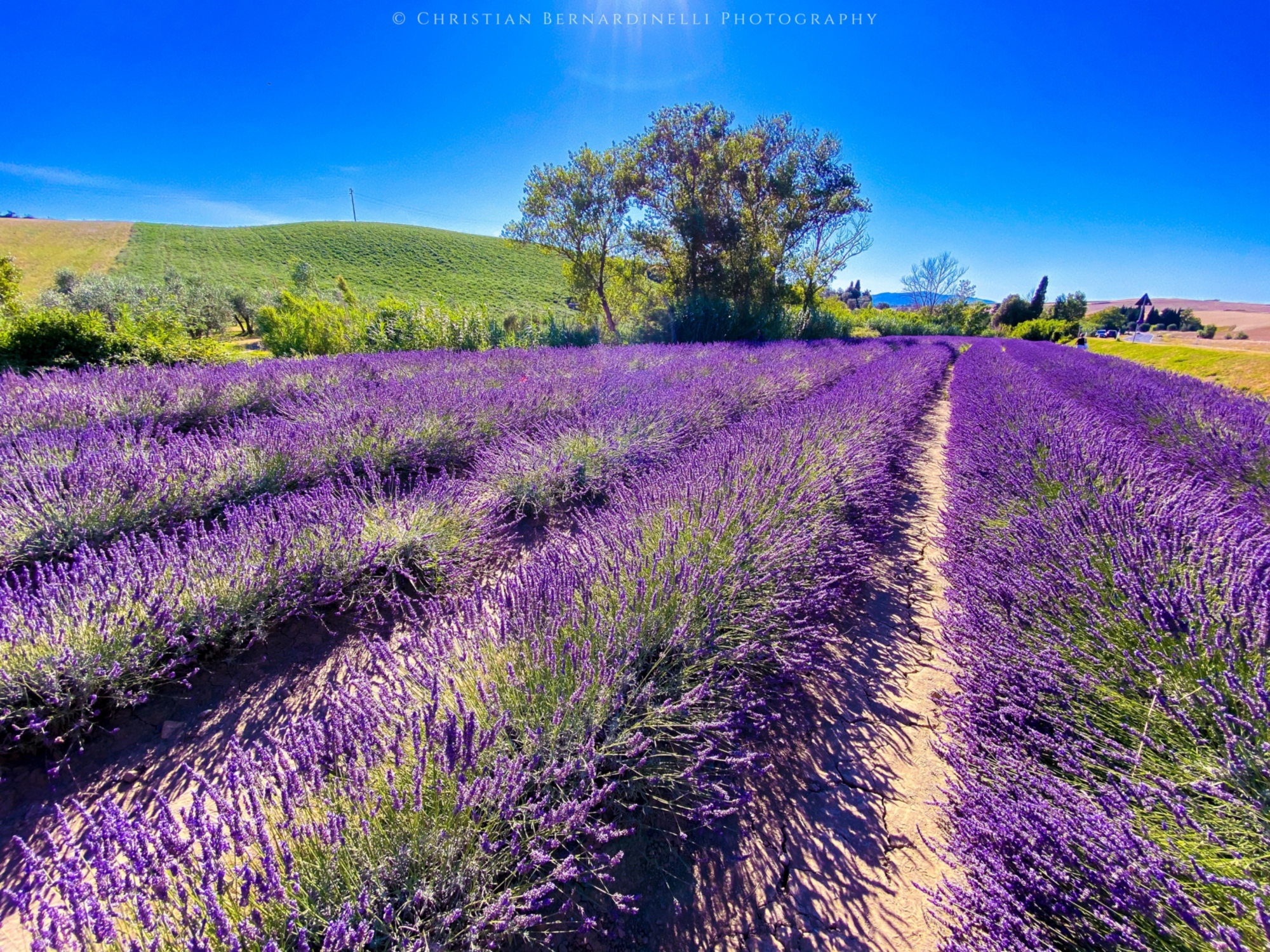 Santa Luce, lavanda