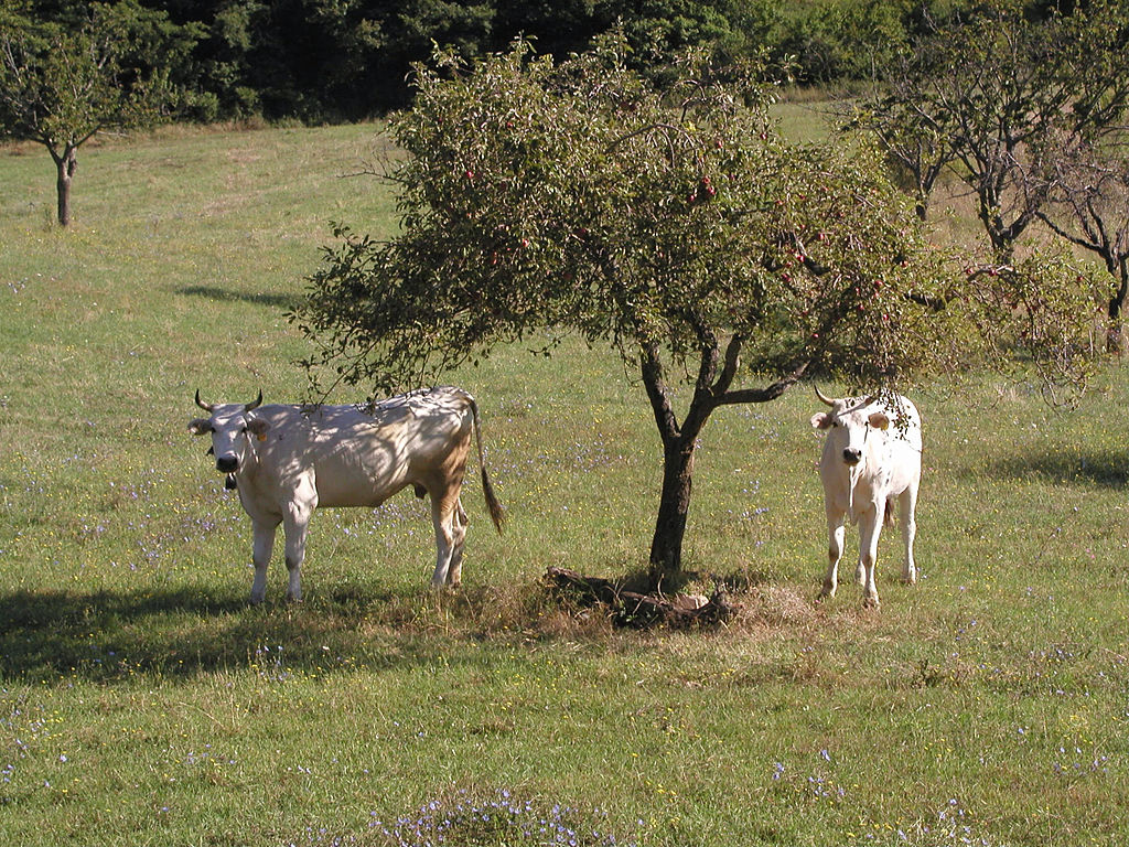 Grazing Chianina cattle