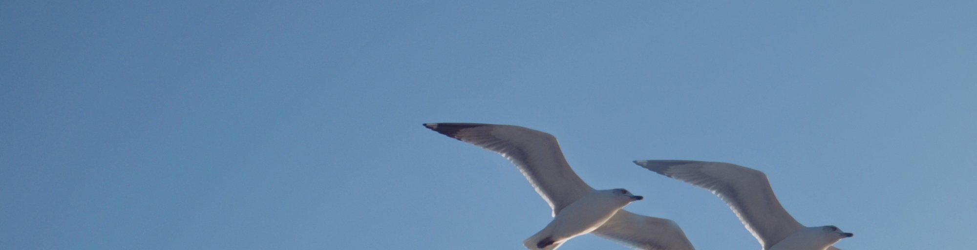 seagulls in Elba sky
