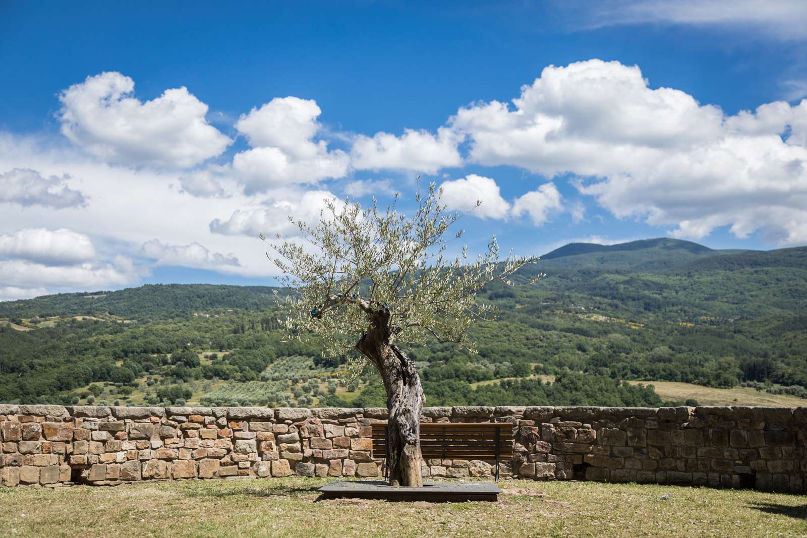 Olivo nel Cisternone a Seggiano