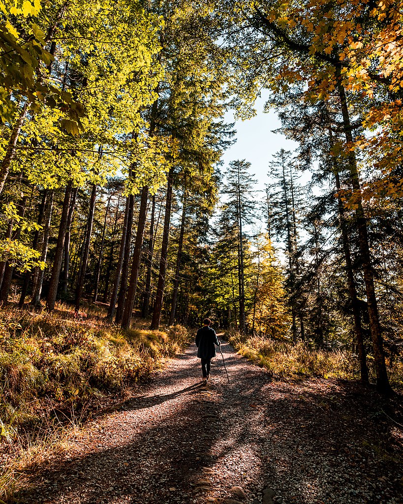 The Vallombrosa Forest