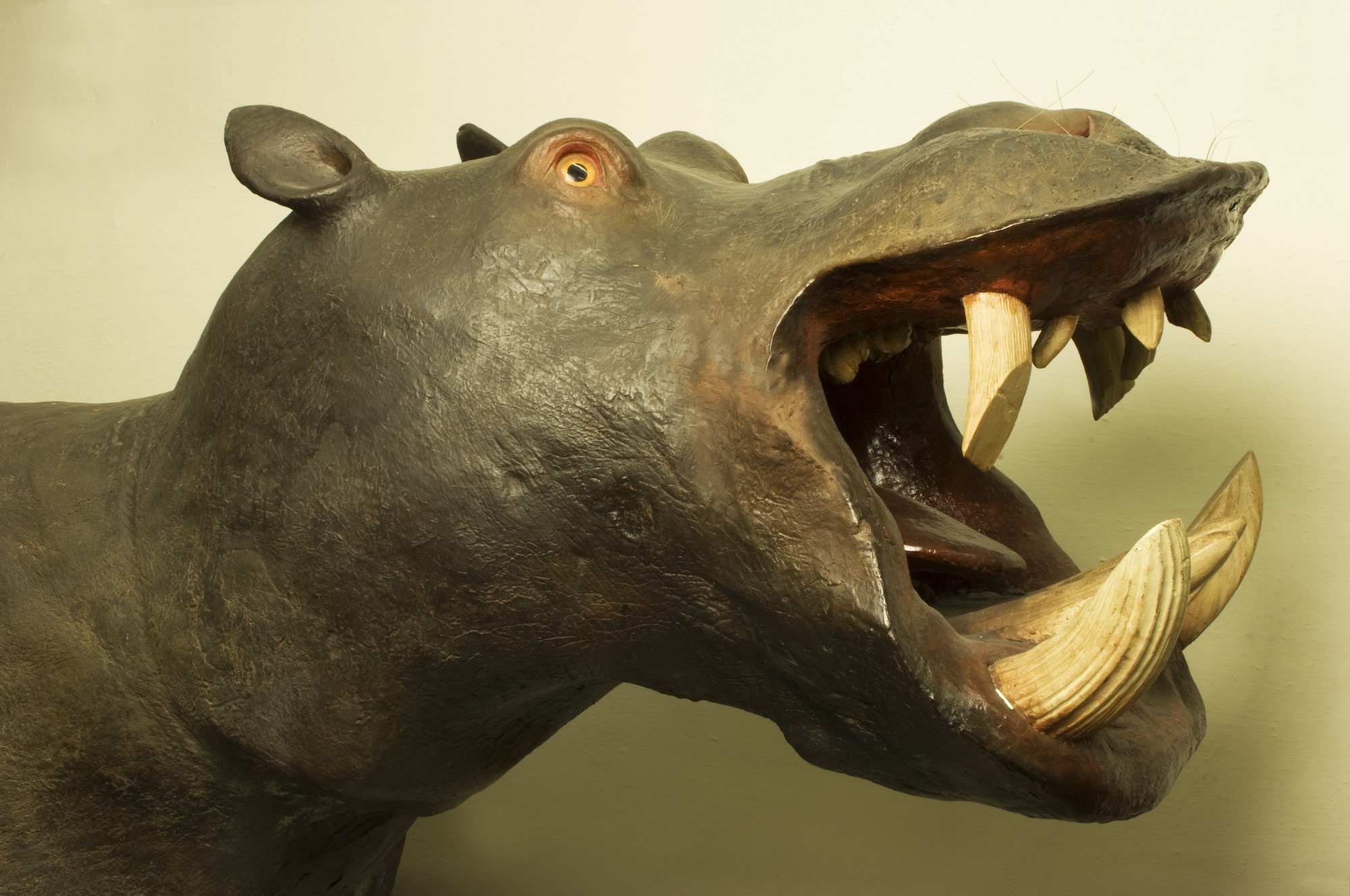 Museo della Specola_Zoologia_Ippopotamo