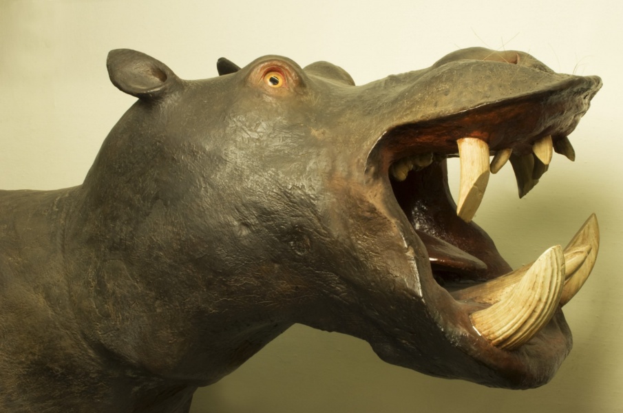 Museum La Specola – Zoology - Hippopotamus