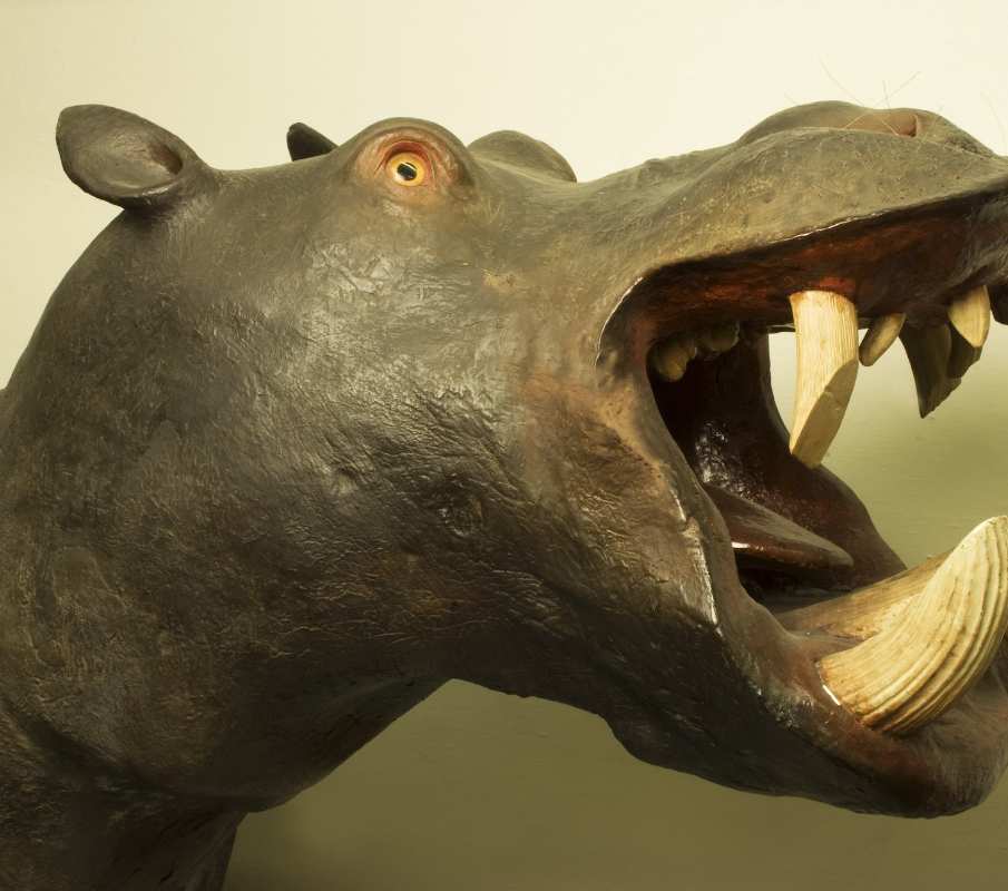 Museum La Specola – Zoology - Hippopotamus