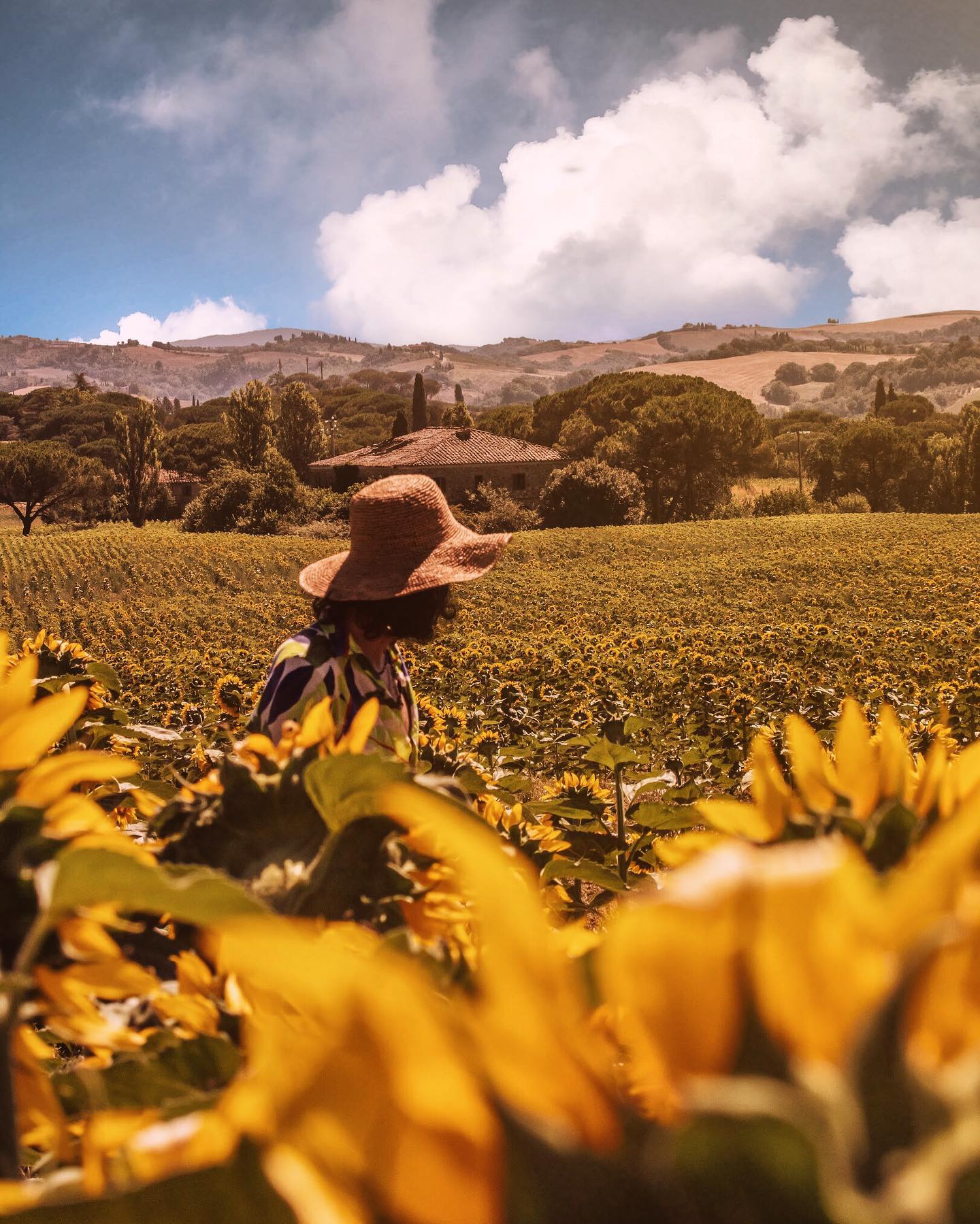 Sunflowers in Val d'Orcia