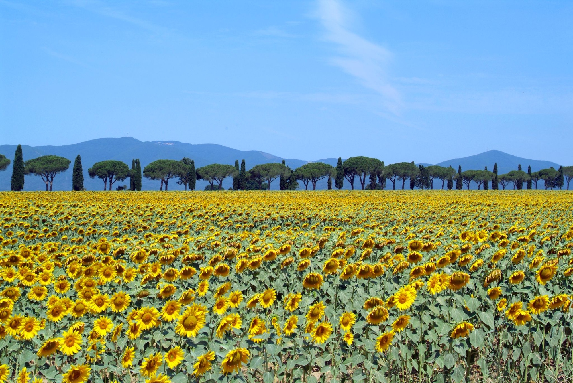 Sunflowers in Maremma