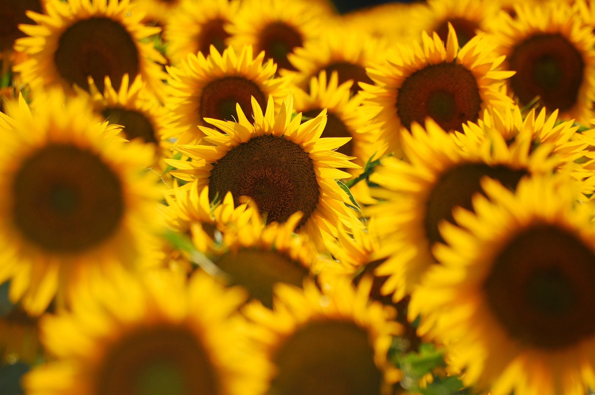 Girasoles en Toscana