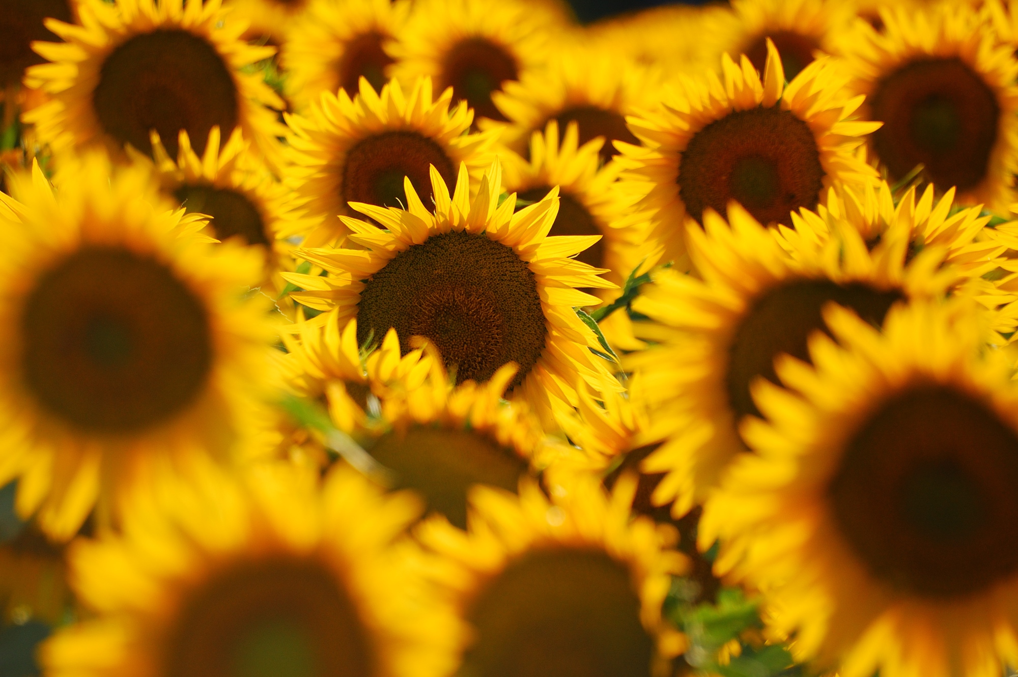 Sunflowers in Tuscany