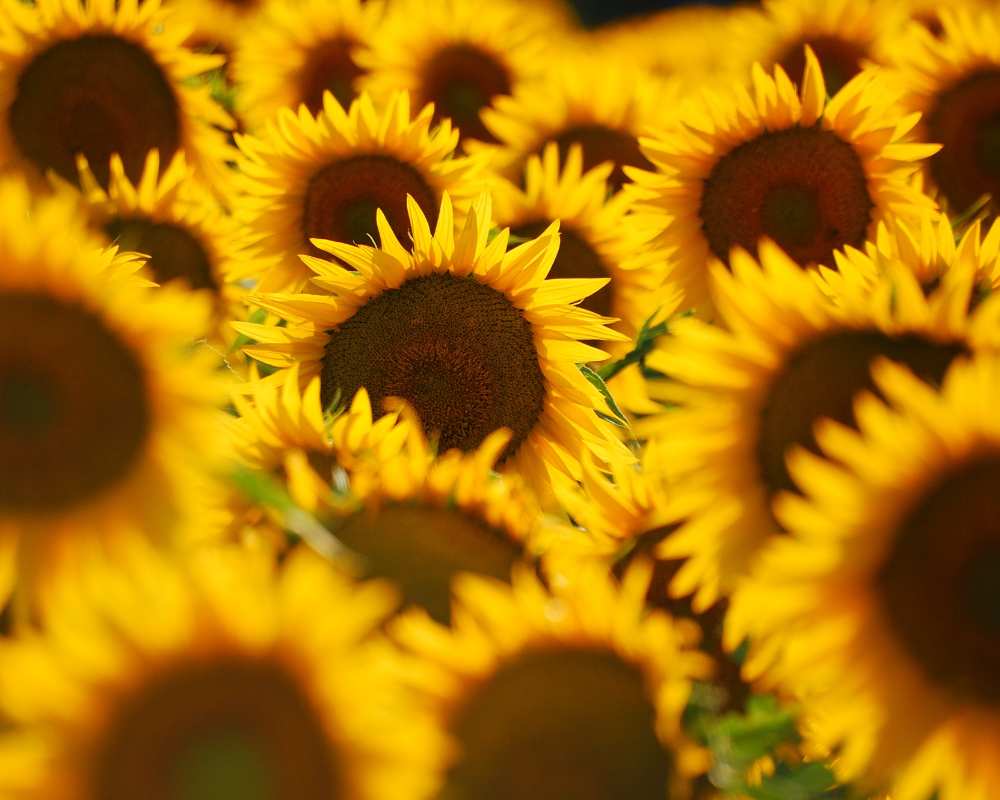 Toskanische Sonnenblumen