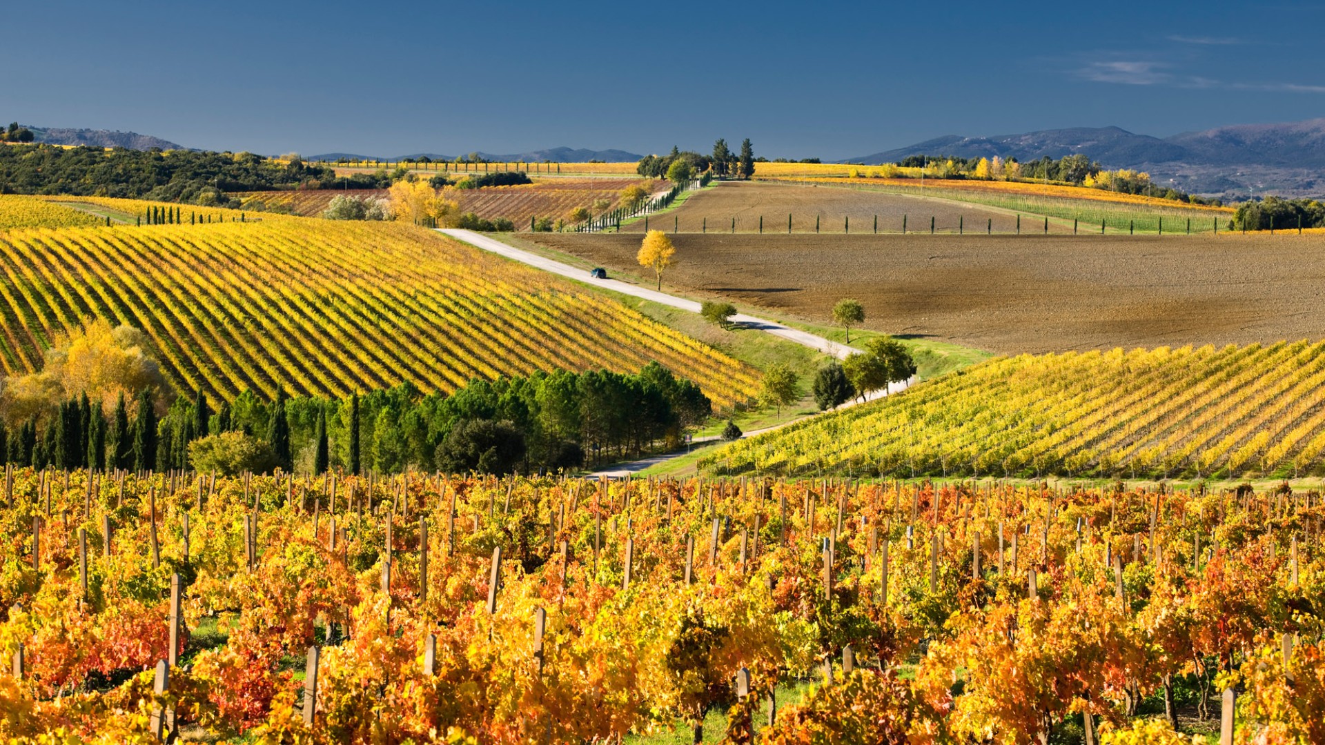 Les routes du vin et de l'huile