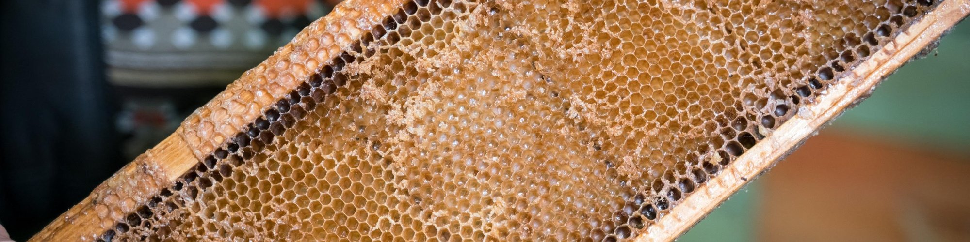 Colmena utilizada para la producción de la miel DOP Lunigiana