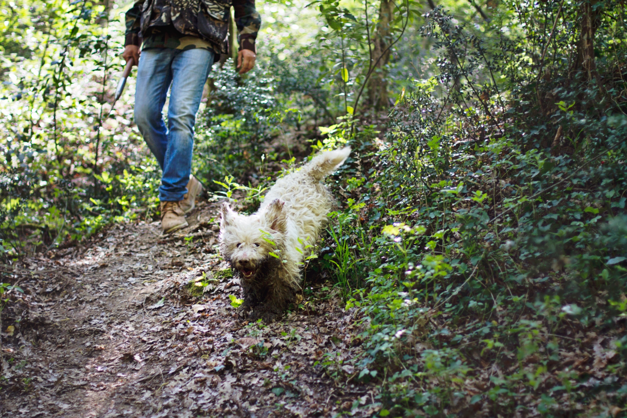 Truffle hunting with the dog Giotto, Pisa