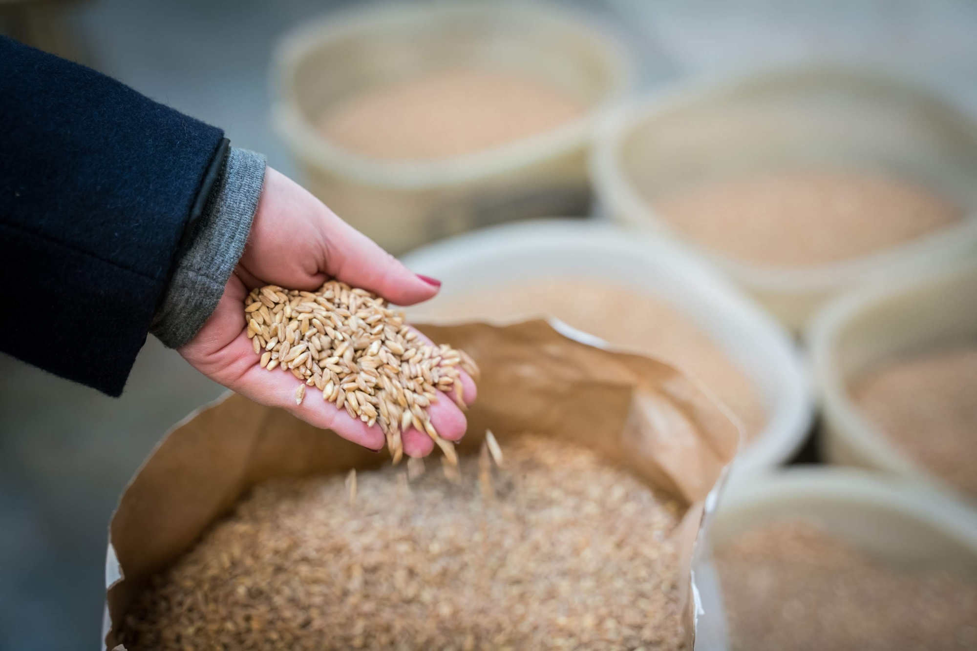 Farro (spelt wheat) della Garfagnana IGP