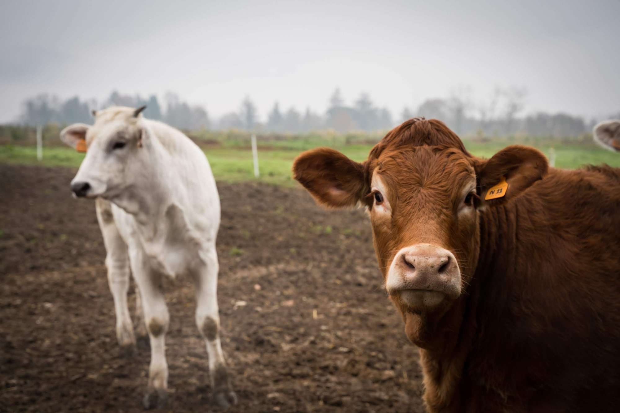 Cattle farm in Mugello