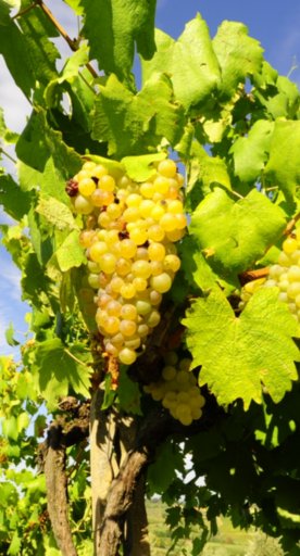vernaccia-grapes