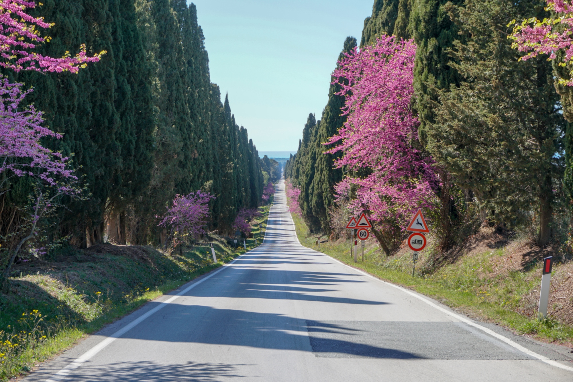 Viale dei Cipressi, Bolgheri