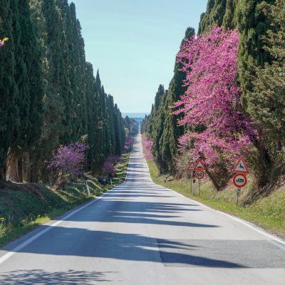 Viale dei Cipressi, Bolgheri Viale dei Cipressi, Bolgheri