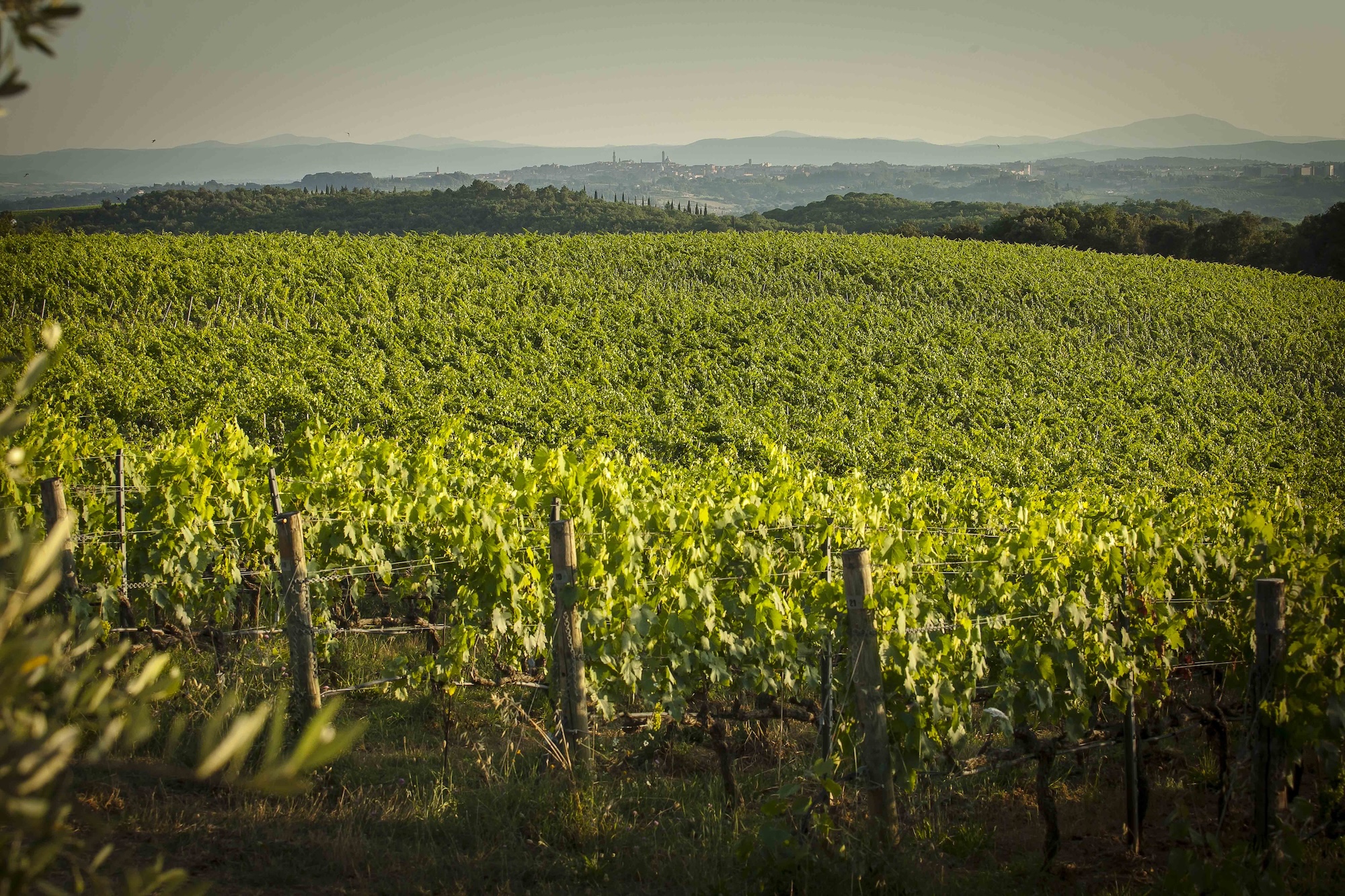 Viñedos de Castelnuovo Berardenga
